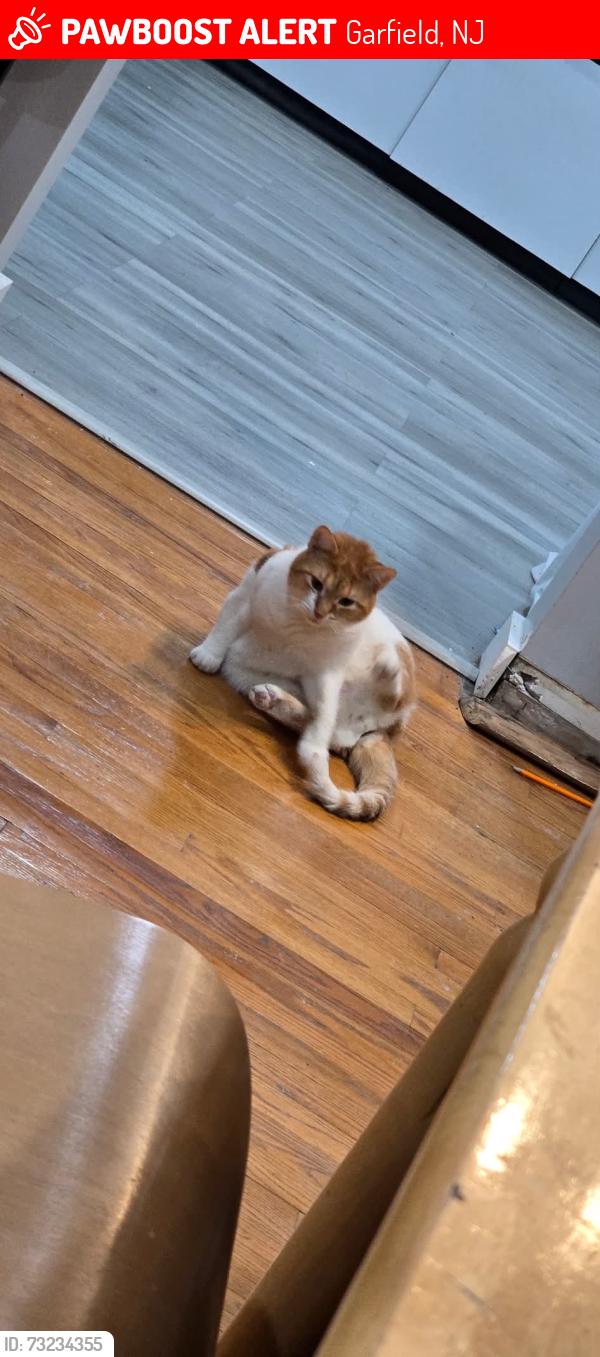 Lost Male Cat last seen Bergen st & semel ave, Garfield, NJ 07026