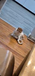 Lost Male Cat last seen Bergen st & semel ave, Garfield, NJ 07026