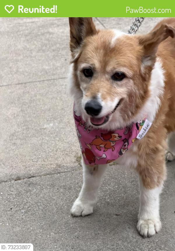 Reunited Female Dog last seen American Tires, Union City, CA 94555