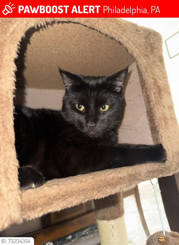 Lost Male Cat last seen Whitaker and Disston, Philadelphia, PA 19111