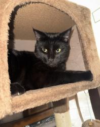 Lost Male Cat last seen Whitaker and Disston, Philadelphia, PA 19111
