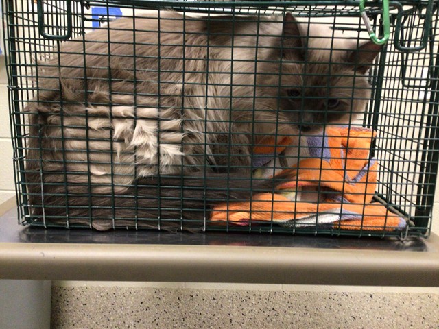 Shelter Stray Male Cat last seen LINCOLN CT/ E 105TH AVE, 12155 Park Blvd, Brighton, CO 80601, USA