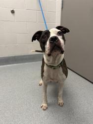 Shelter Stray Female Dog last seen Near, 2600 S Harding St, Indianapolis, IN 46221, USA