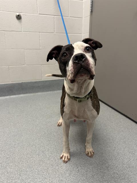 Shelter Stray Female Dog last seen Near, 2600 S Harding St, Indianapolis, IN 46221, USA