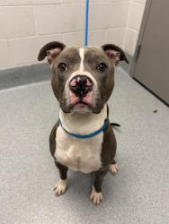 Shelter Stray Male Dog last seen Near, 2600 S Harding St, Indianapolis, IN 46221, USA