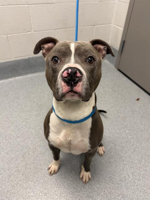 Shelter Stray Male Dog last seen Near, 2600 S Harding St, Indianapolis, IN 46221, USA