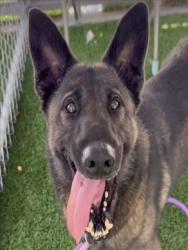 Shelter Stray Male Dog last seen , 1850 W 60th St, Los Angeles, CA 90047, USA