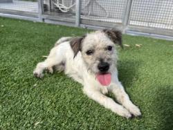 Shelter Stray Male Dog last seen , 1850 W 60th St, Los Angeles, CA 90047, USA