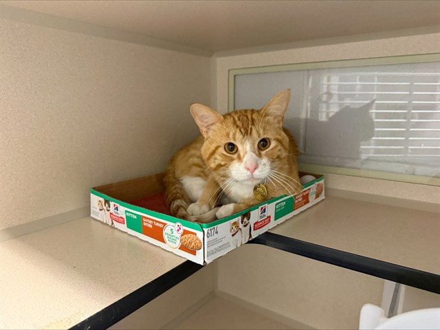 Shelter Stray Male Cat last seen Near BLOCK PLANTATION CIR, ELIZABETH, 4556 Castleton Ct, Castle Rock, CO 80109, USA
