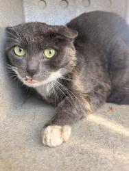 Shelter Stray Male Cat last seen , 11258 Garfield Ave, Downey, CA 90242, USA
