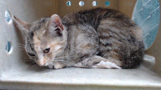 Shelter Stray Female Cat last seen , 11258 Garfield Ave, Downey, CA 90242, USA