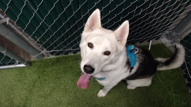Shelter Stray Female Dog last seen , 11258 Garfield Ave, Downey, CA 90242, USA