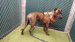 Shelter Stray Female Dog last seen , 11258 Garfield Ave, Downey, CA 90242, USA