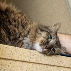 Shelter Stray Female Cat last seen COLLEGE TOWN DR & HORNET DR, 2127 Front St, Sacramento, CA 95818, USA