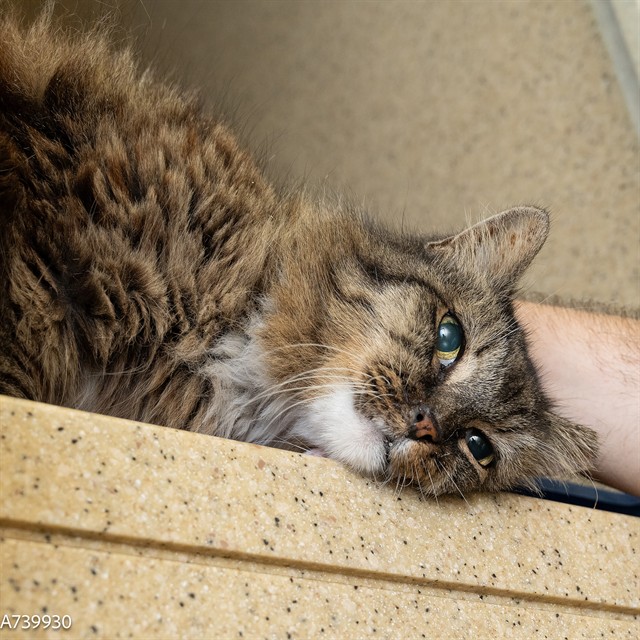 Shelter Stray Female Cat last seen COLLEGE TOWN DR & HORNET DR, 2127 Front St, Sacramento, CA 95818, USA