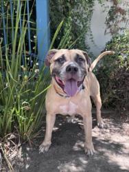 Shelter Stray Female Dog last seen , West Valley Animal Shelter, 20655 Plummer St, Chatsworth, CA 91311, USA