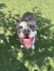 Shelter Stray Male Dog last seen , West Valley Animal Shelter, 20655 Plummer St, Chatsworth, CA 91311, USA