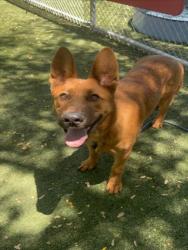 Shelter Stray Male Dog last seen , West Valley Animal Shelter, 20655 Plummer St, Chatsworth, CA 91311, USA