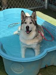 Shelter Stray Female Dog last seen , West Valley Animal Shelter, 20655 Plummer St, Chatsworth, CA 91311, USA