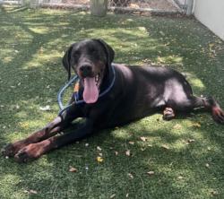Shelter Stray Male Dog last seen , West Valley Animal Shelter, 20655 Plummer St, Chatsworth, CA 91311, USA
