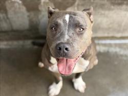 Shelter Stray Male Dog last seen , 11361 W Pico Blvd, Los Angeles, CA 90064, USA