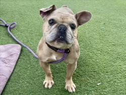 Shelter Stray Male Dog last seen , 11361 W Pico Blvd, Los Angeles, CA 90064, USA