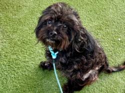 Shelter Stray Male Dog last seen , 11361 W Pico Blvd, Los Angeles, CA 90064, USA