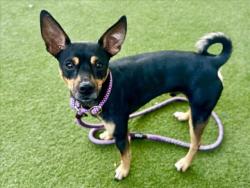 Shelter Stray Male Dog last seen , 11361 W Pico Blvd, Los Angeles, CA 90064, USA