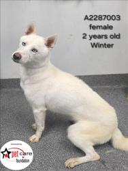 Shelter Stray Female Dog last seen , 3201 Lacy St, Los Angeles, CA 90031, USA