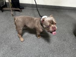 Shelter Stray Male Dog last seen , 3201 Lacy St, Los Angeles, CA 90031, USA