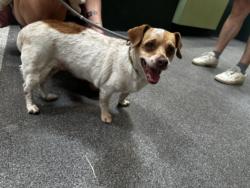 Shelter Stray Female Dog last seen , 3201 Lacy St, Los Angeles, CA 90031, USA