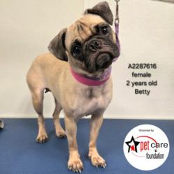 Shelter Stray Female Dog last seen , 3201 Lacy St, Los Angeles, CA 90031, USA