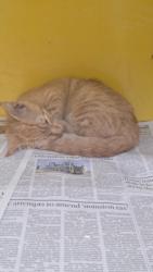 Shelter Stray Female Cat last seen , 3201 Lacy St, Los Angeles, CA 90031, USA