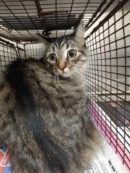 Shelter Stray Male Cat last seen , 3201 Lacy St, Los Angeles, CA 90031, USA