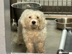 Shelter Stray Unknown Dog last seen Near BLOCK MICHIGAN, 1640 9th St, Santa Monica, CA 90404, USA
