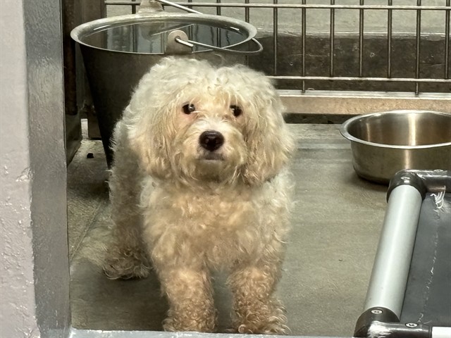 Shelter Stray Unknown Dog last seen Near BLOCK MICHIGAN, 1640 9th St, Santa Monica, CA 90404, USA