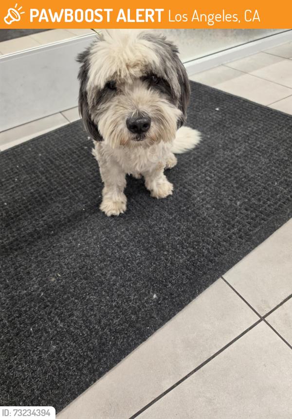 Found/Stray Male Dog last seen San Fernando Road, Los Angeles, CA 91342