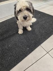 Found/Stray Male Dog last seen San Fernando Road, Los Angeles, CA 91342