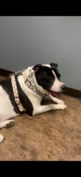 Reunited Female Dog last seen Glen Erin drive south common area, Mississauga, ON L5L 2E9