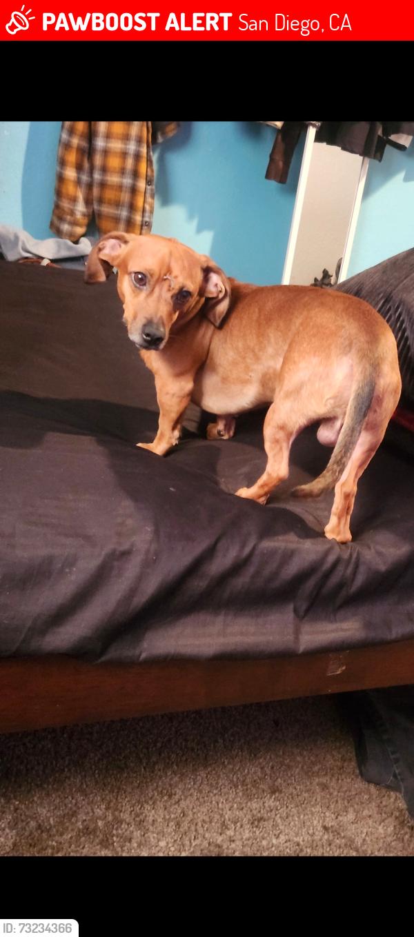 Lost Male Dog last seen We lost him at the parking around harbor island, San Diego, CA 92101
