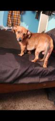 Lost Male Dog last seen We lost him at the parking around harbor island, San Diego, CA 92101