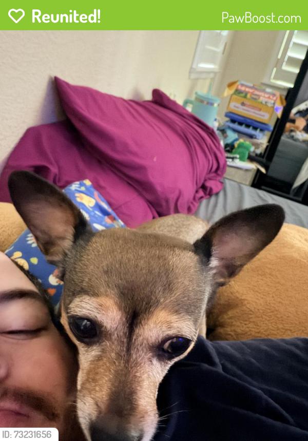 Reunited Female Dog last seen two rivers dr, Sacramento, CA 95833
