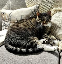 Lost Female Cat last seen Troy Avenue and Drew Dix, Pueblo, CO 81001
