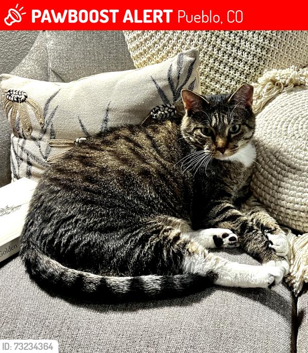 Lost Female Cat last seen Troy Avenue and Drew Dix, Pueblo, CO 81001