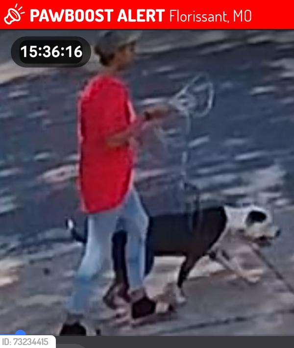 Lost Unknown Dog last seen Jerries Lane, Florissant, MO 63033