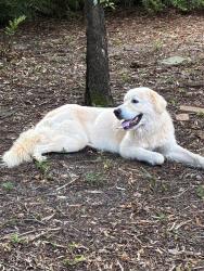 Found/Stray Male Dog last seen Sandwood Dr, Columbia, SC 29206