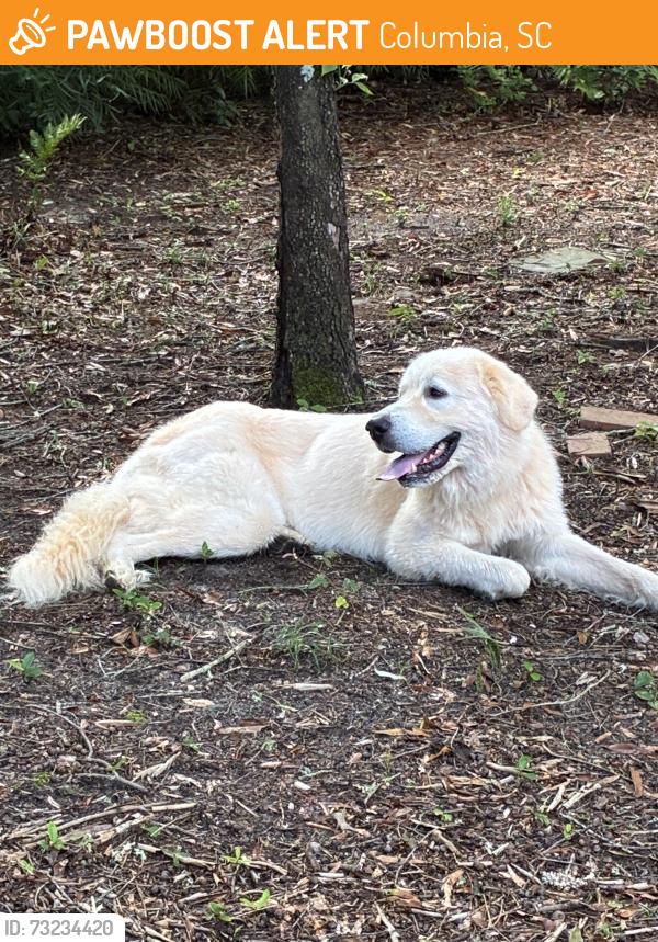 Found/Stray Male Dog last seen Sandwood Dr, Columbia, SC 29206
