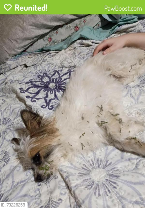 Reunited Female Dog last seen Beaver rd. and Trilby Rd/575, Pasco County, FL 33523