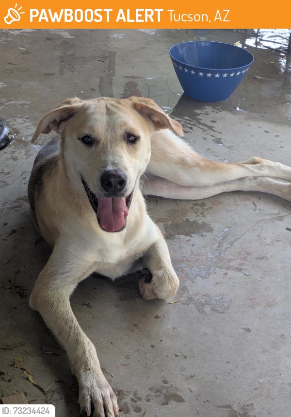 Found/Stray Female Dog last seen Prince and Fairview, Tucson, AZ 85705