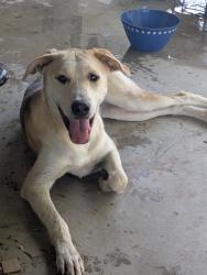 Found/Stray Female Dog last seen Prince and Fairview, Tucson, AZ 85705